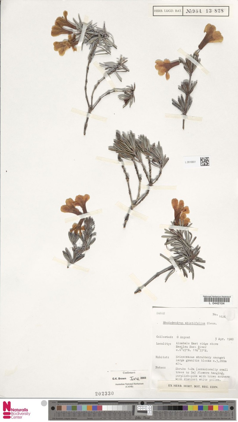 Rhododendron abietifolium photo 3