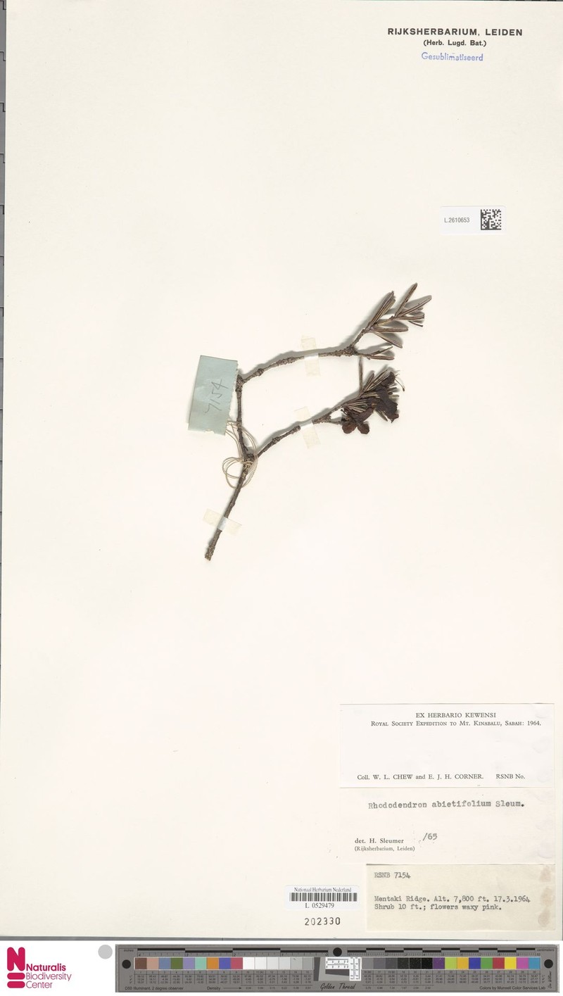 Rhododendron abietifolium photo 4