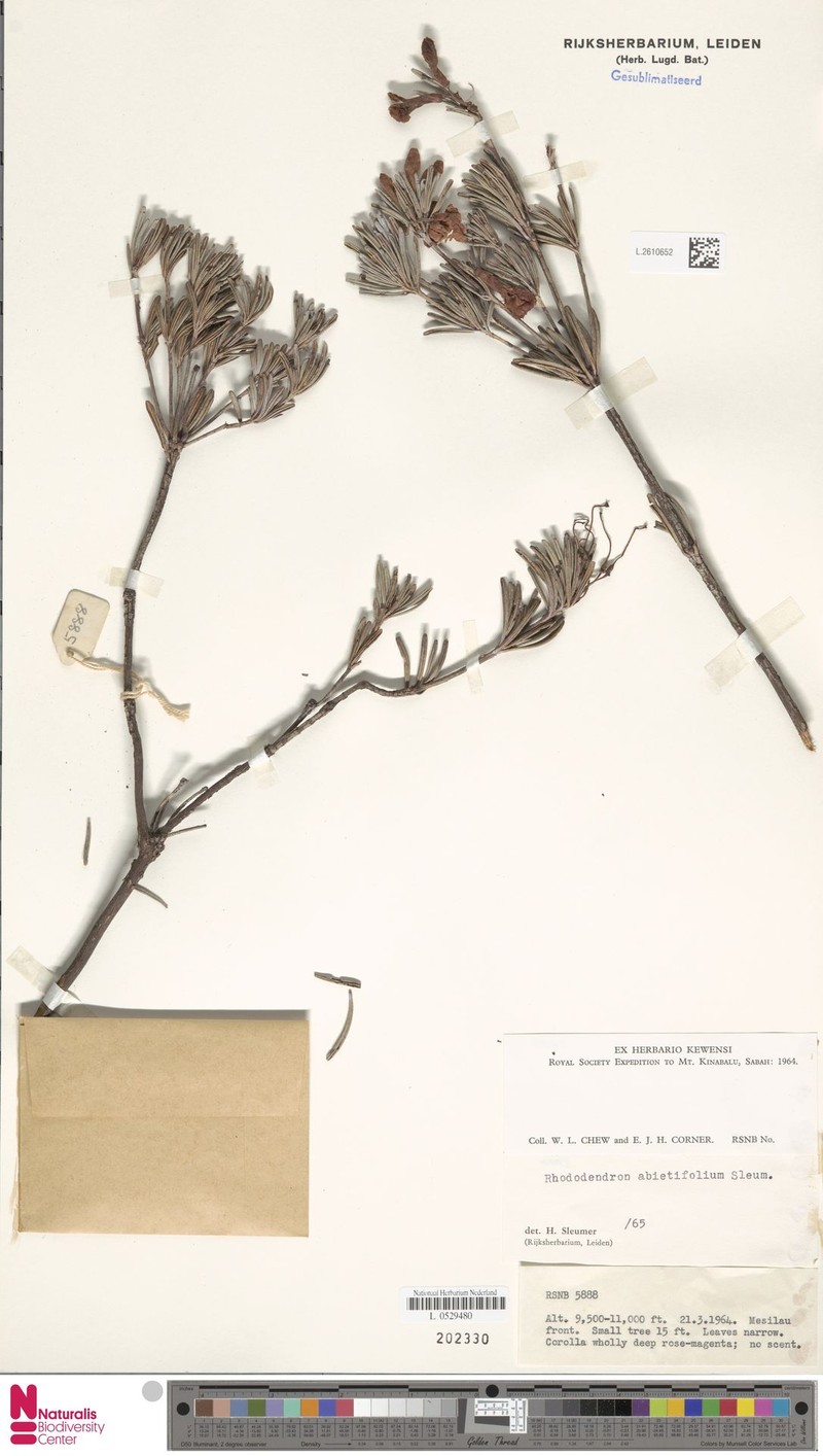 Rhododendron abietifolium photo 5