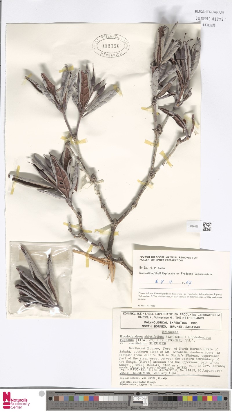 Rhododendron abietifolium photo 8
