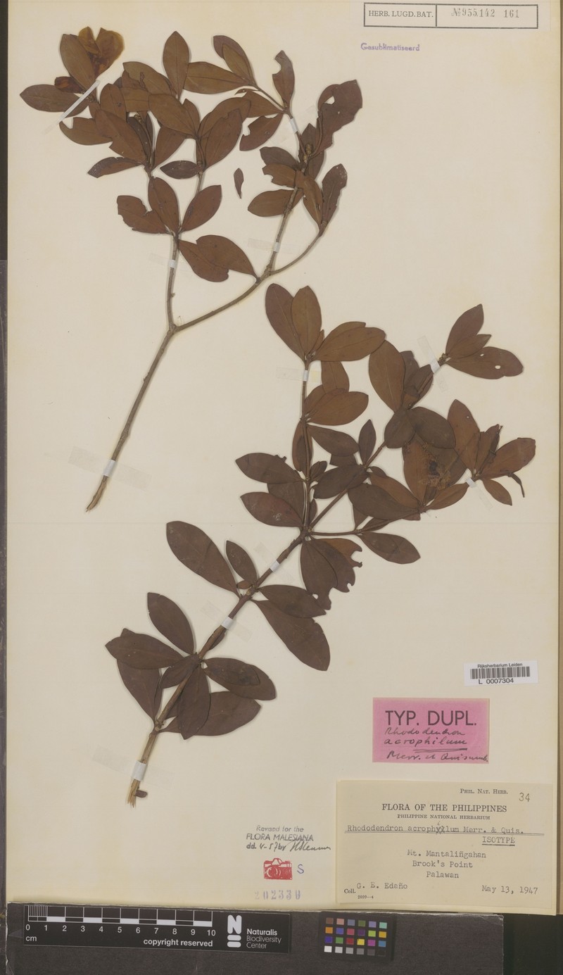 Rhododendron acrophilum