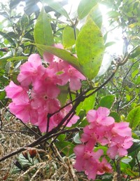 Rhododendron acuminatum