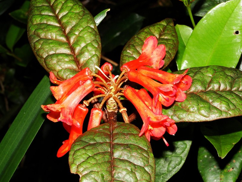 Rhododendron acuminatum photo 2