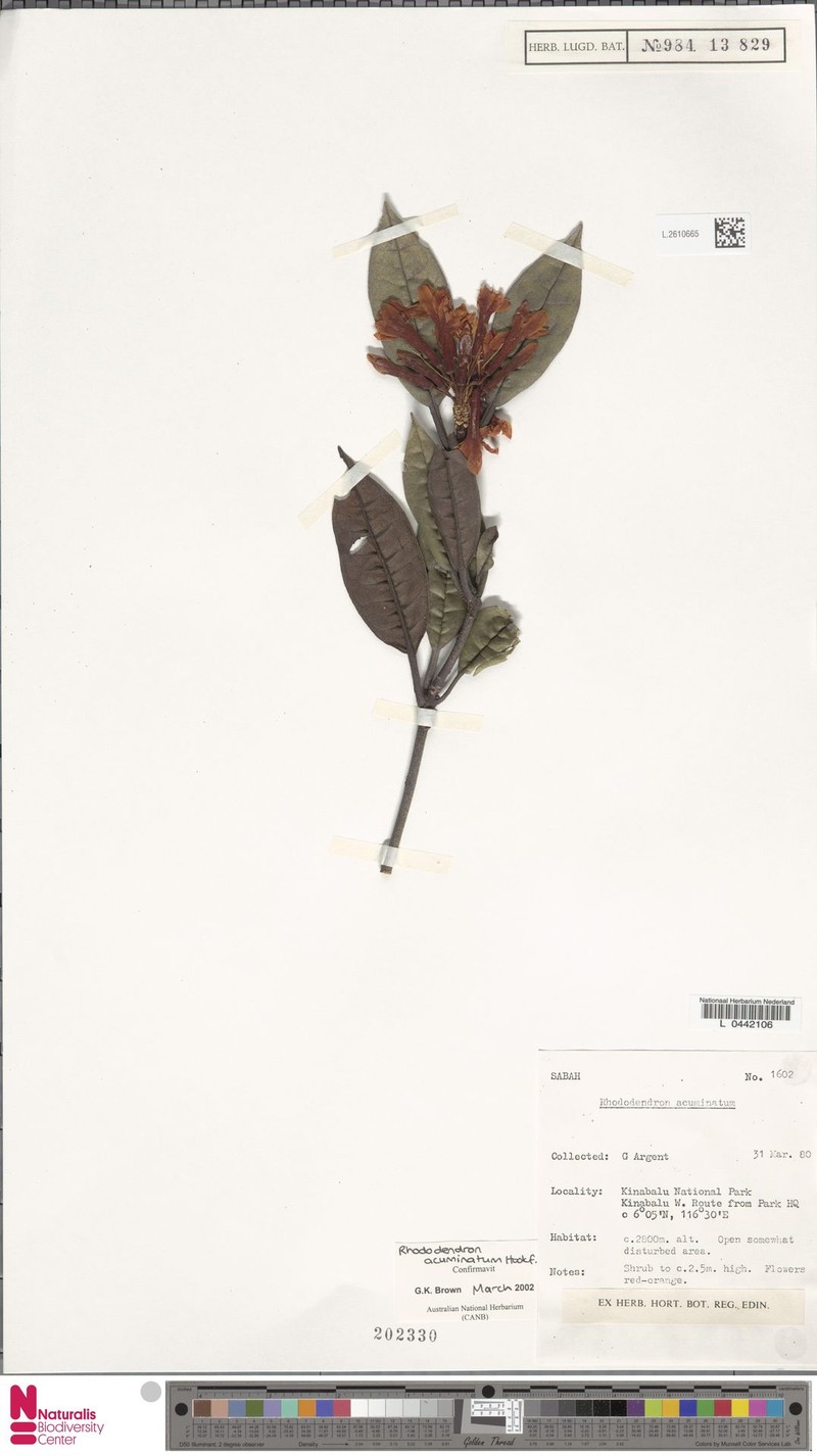 Rhododendron acuminatum photo 3
