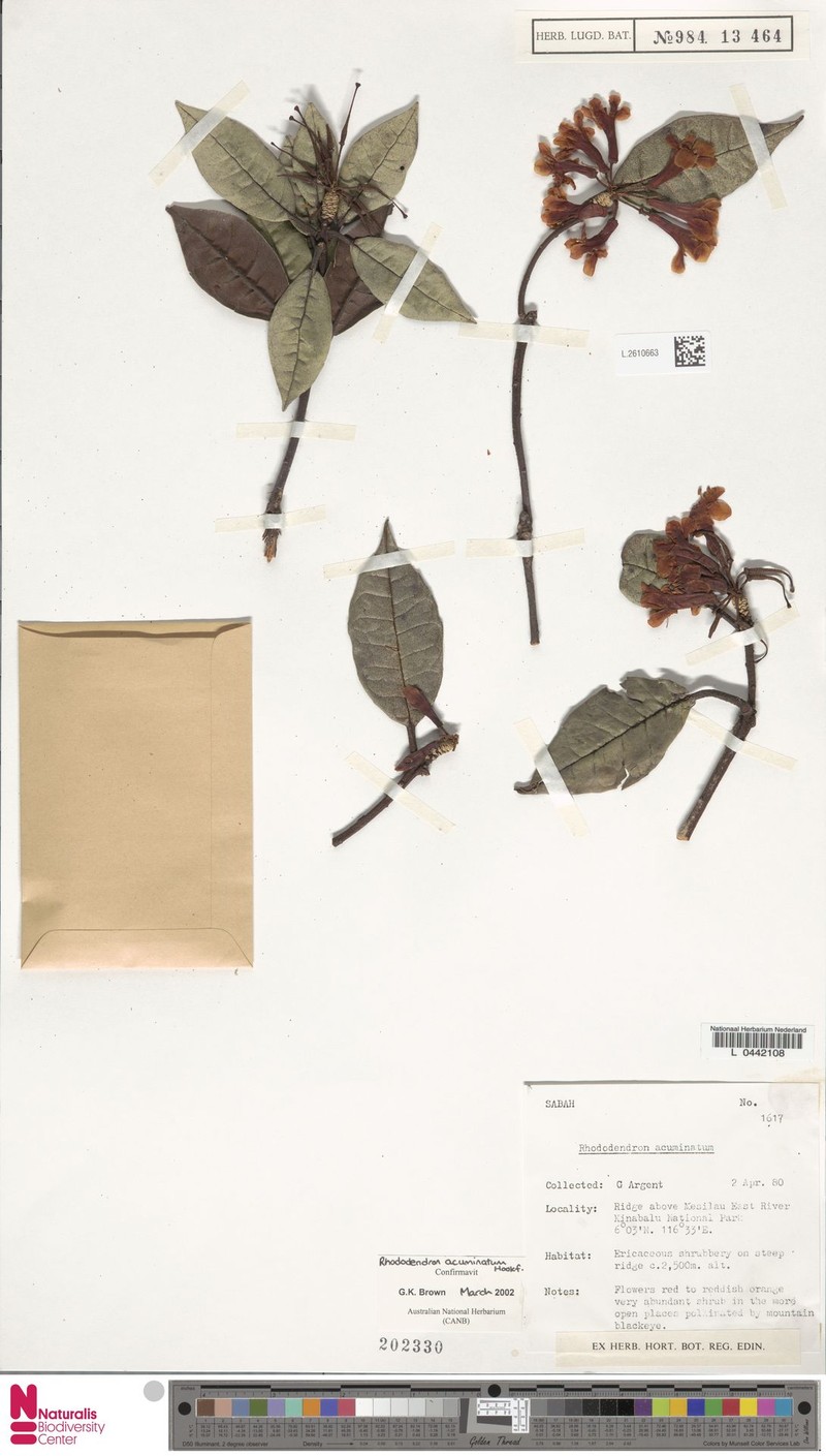 Rhododendron acuminatum photo 4