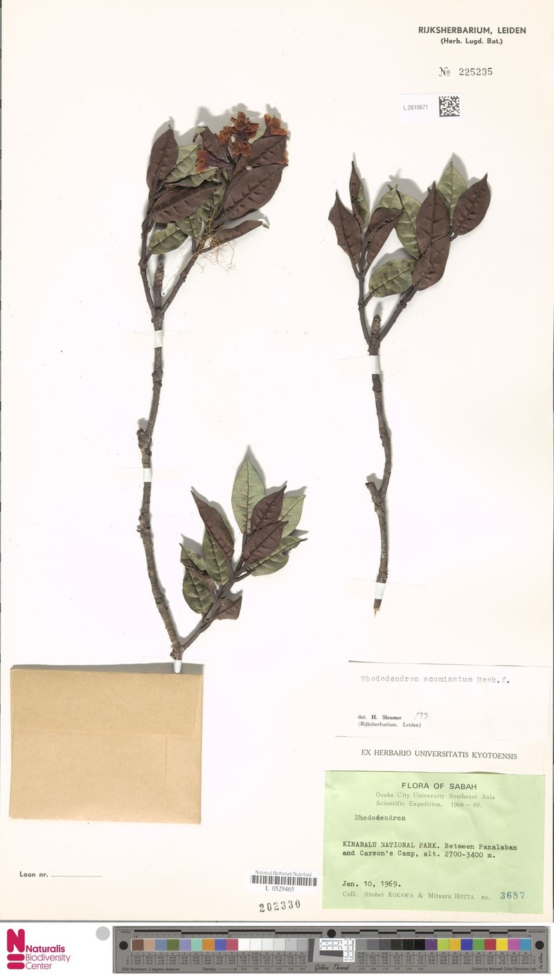 Rhododendron acuminatum photo 5