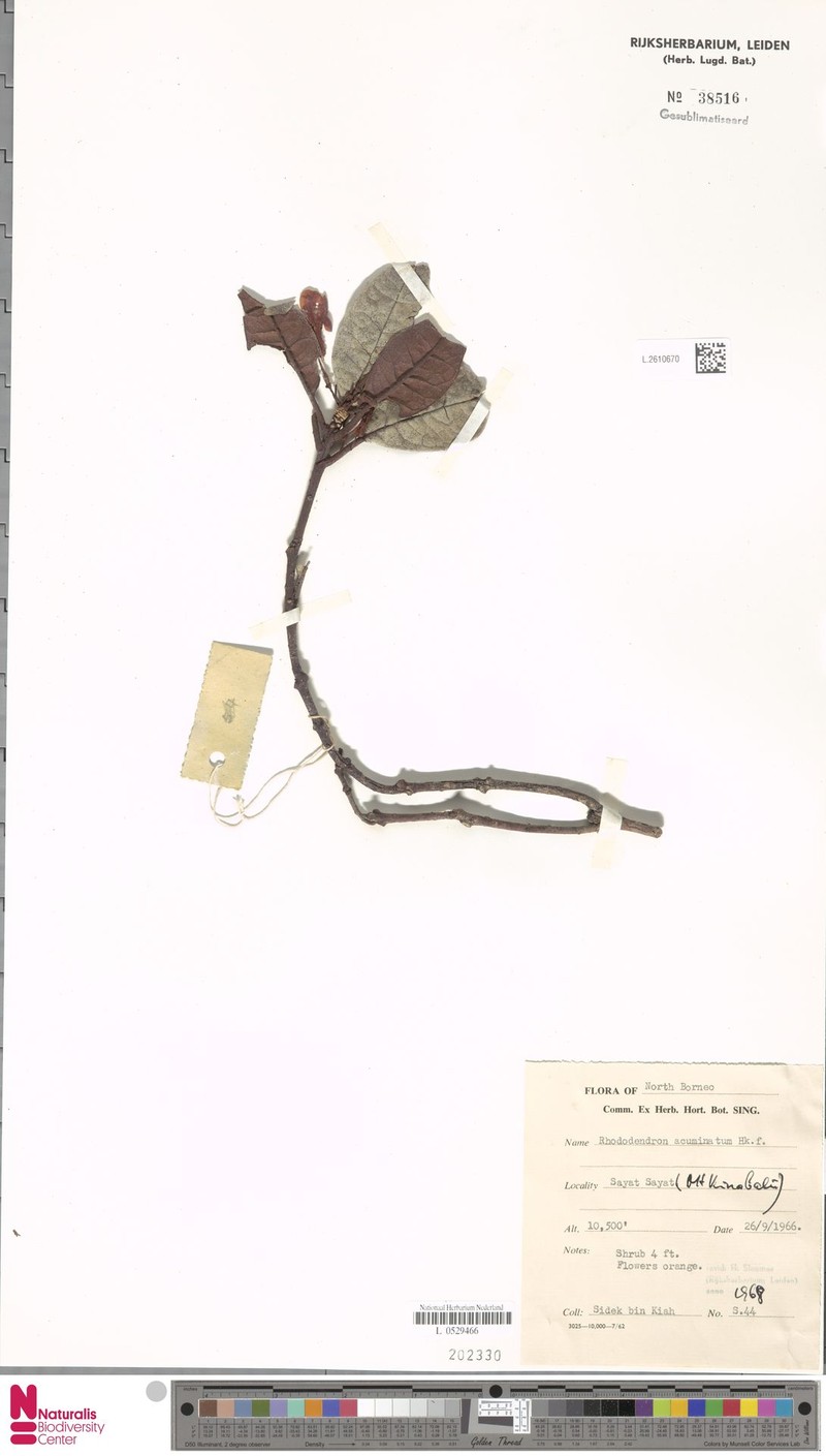 Rhododendron acuminatum photo 6