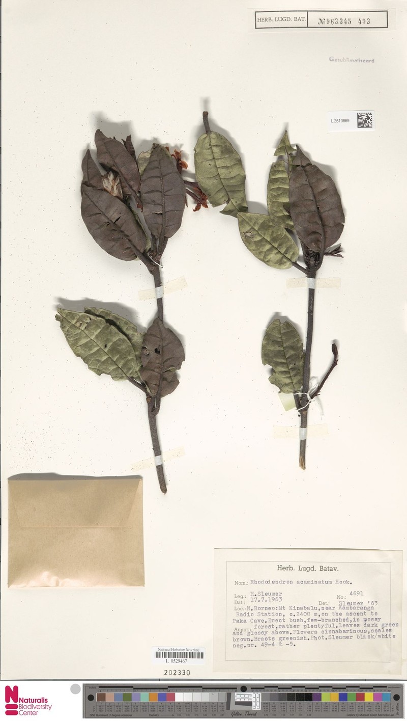 Rhododendron acuminatum photo 7