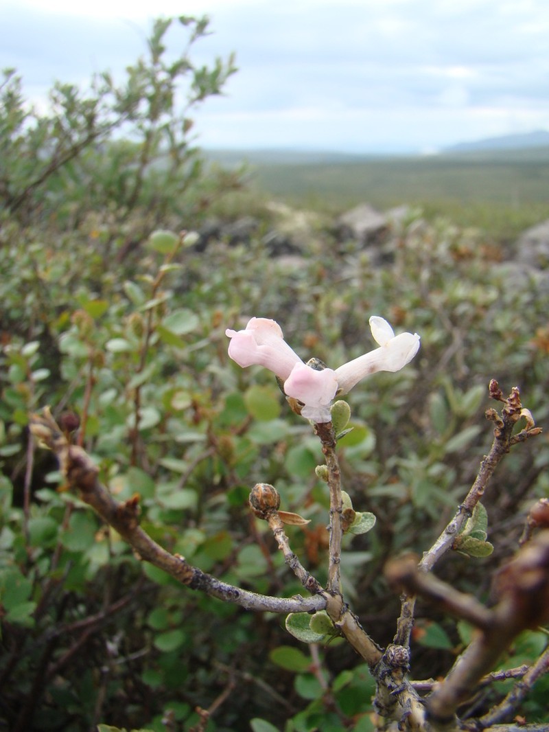 Rhododendron adamsii photo 2