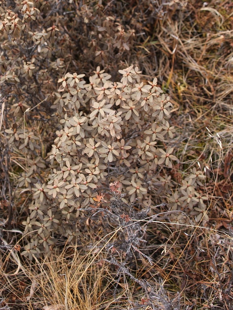 Rhododendron adamsii photo 3