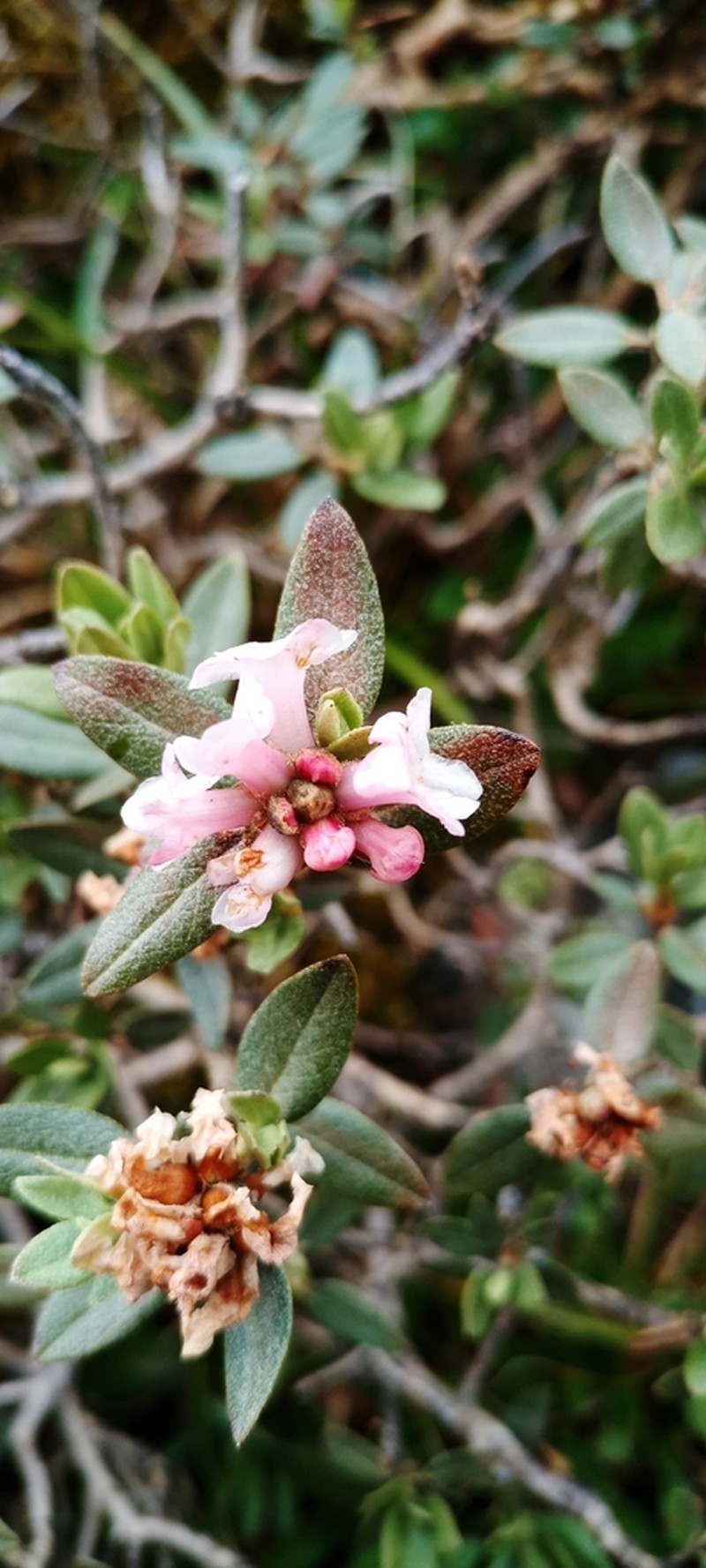 Rhododendron adamsii photo 4