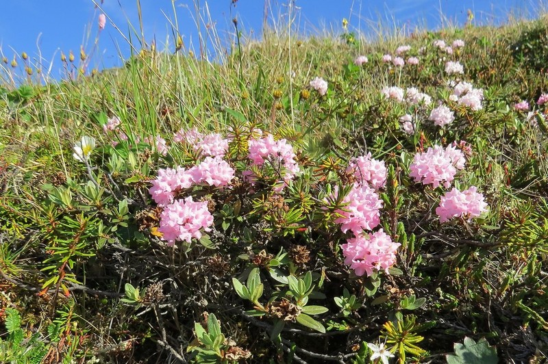 Rhododendron adamsii photo 5