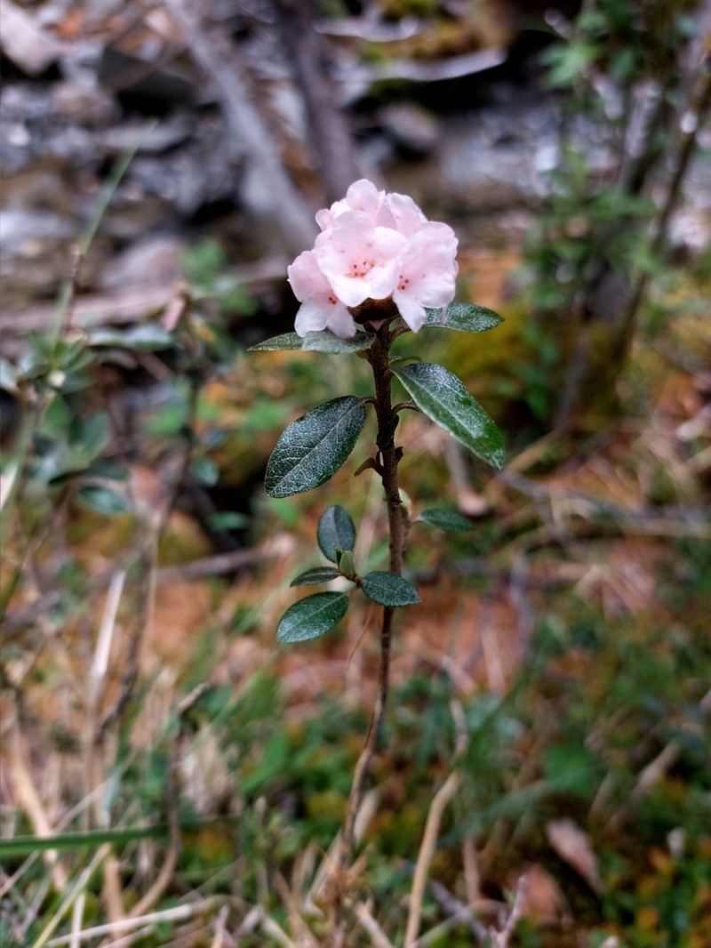 Rhododendron adamsii photo 6