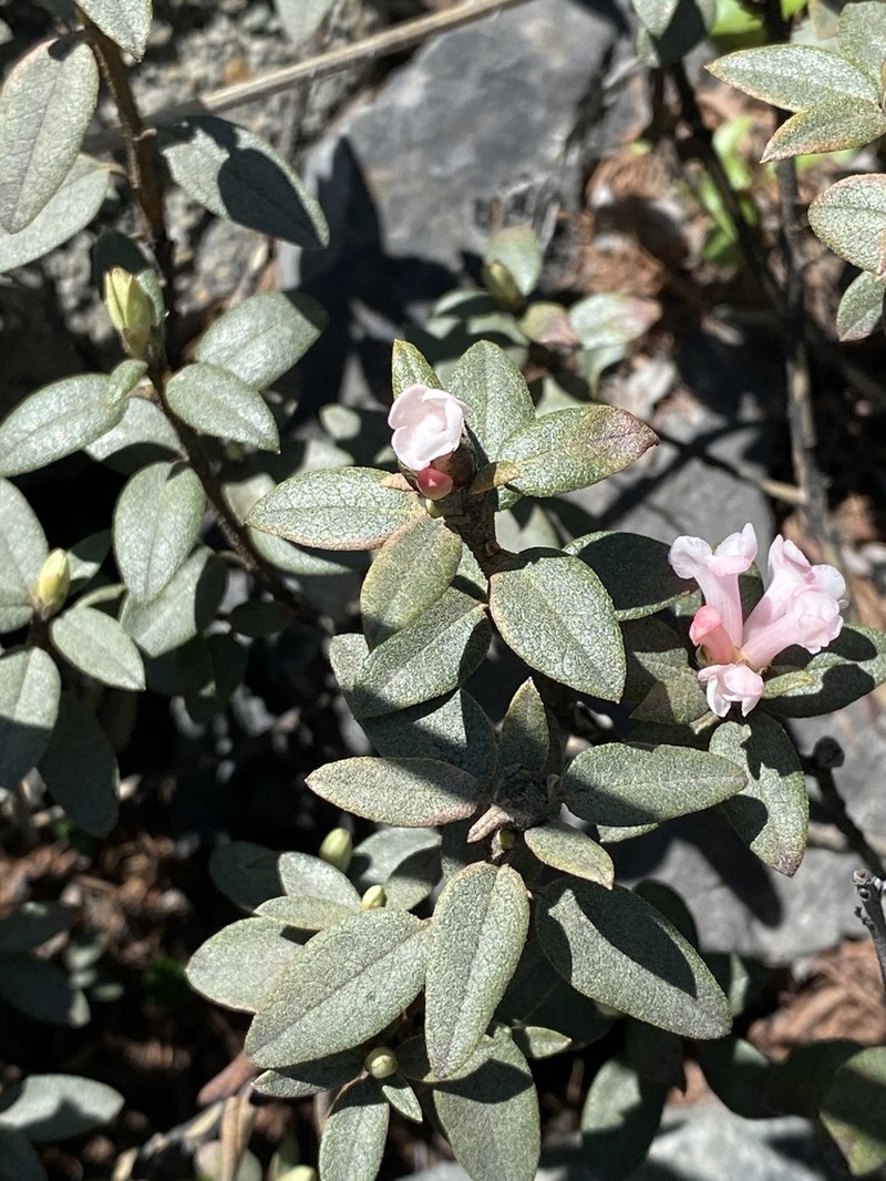 Rhododendron adamsii photo 7
