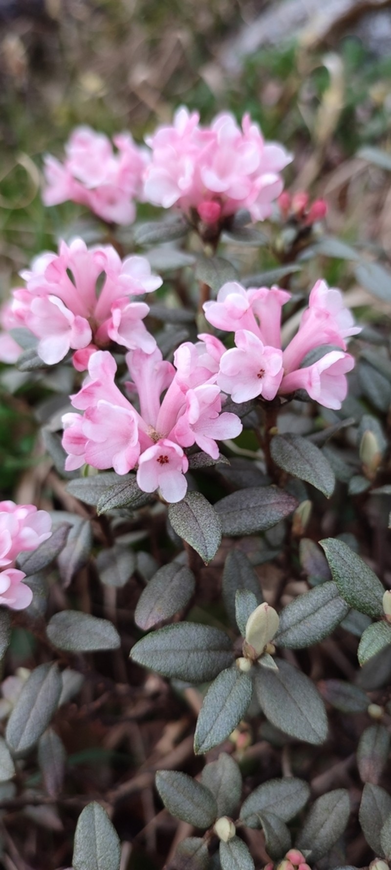 Rhododendron adamsii photo 8