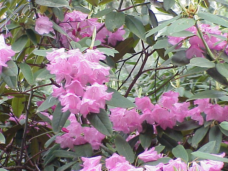 Rhododendron adenogynum