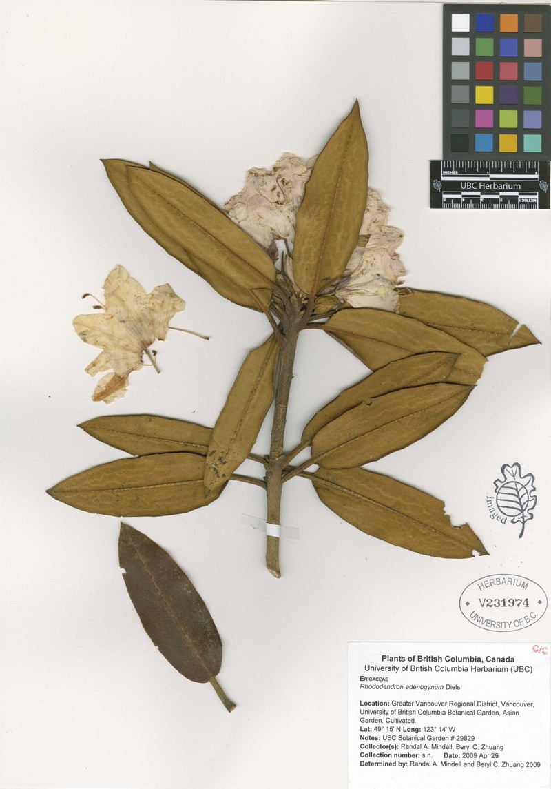 Rhododendron adenogynum photo 2