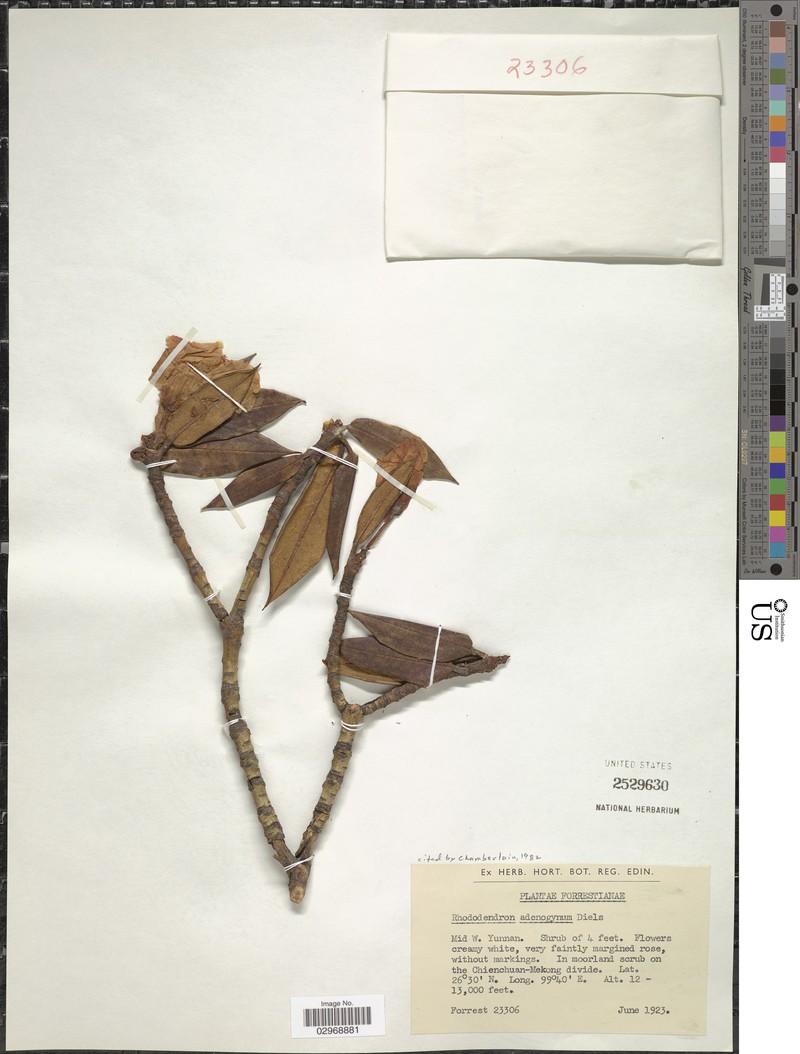 Rhododendron adenogynum photo 3