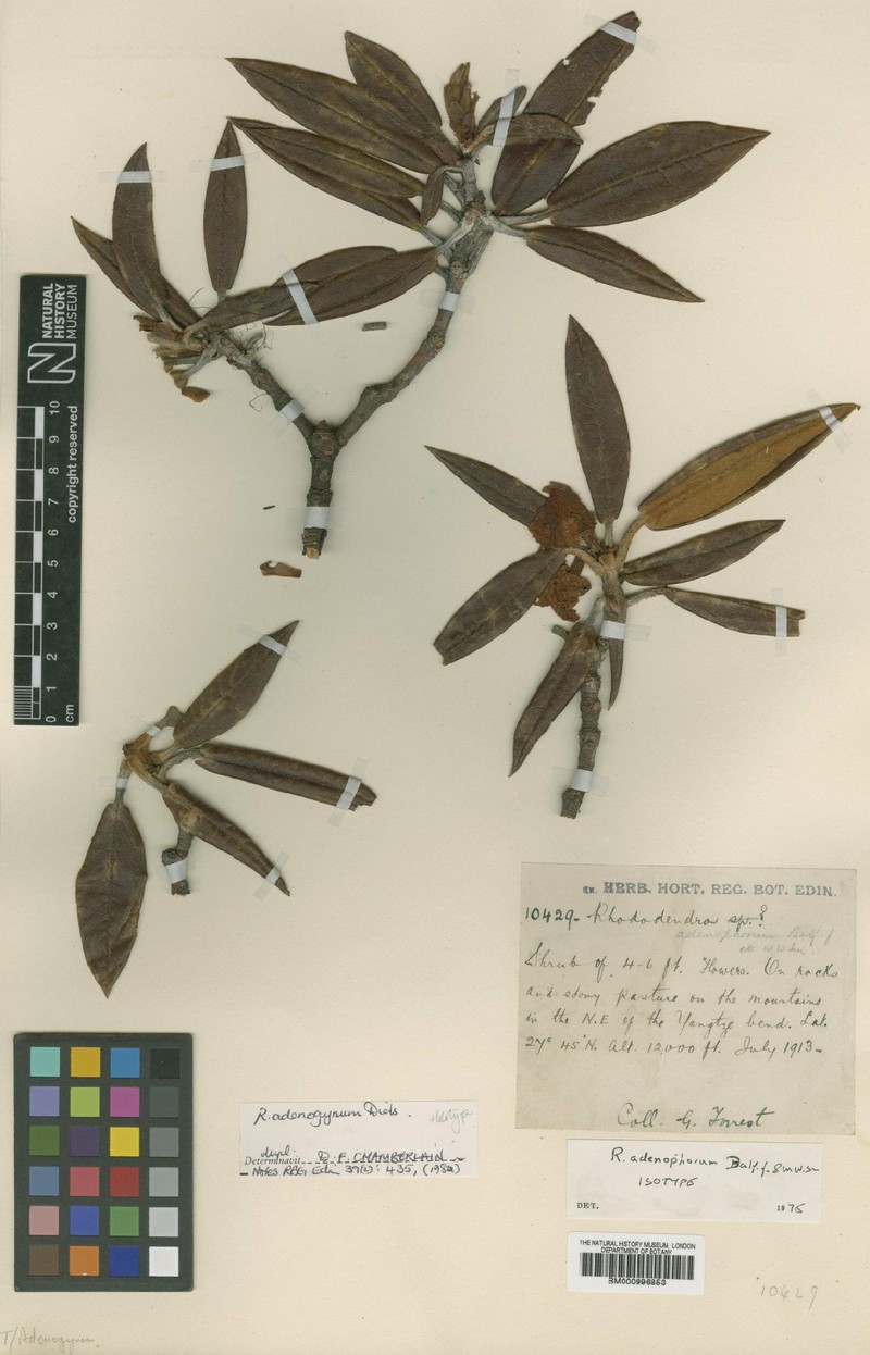 Rhododendron adenogynum photo 4