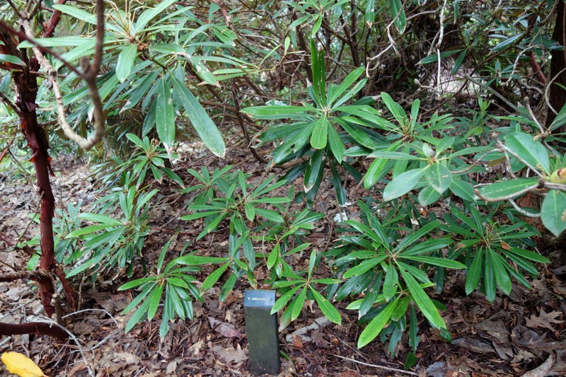 Rhododendron adenopodum