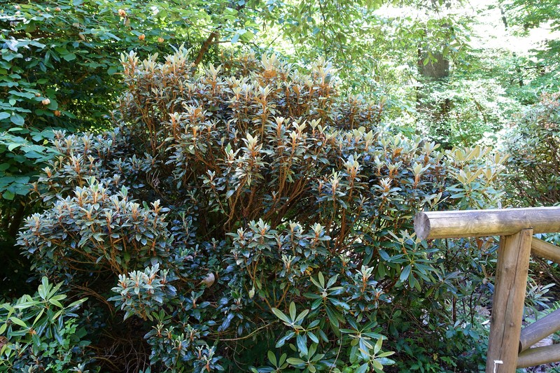 Rhododendron adenopodum photo 3