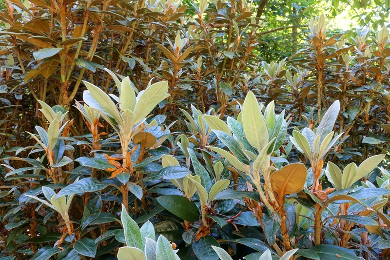 Rhododendron adenopodum photo 4