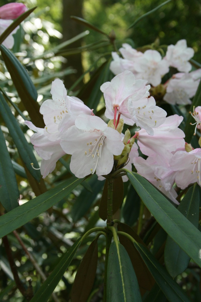 Rhododendron adenopodum photo 5
