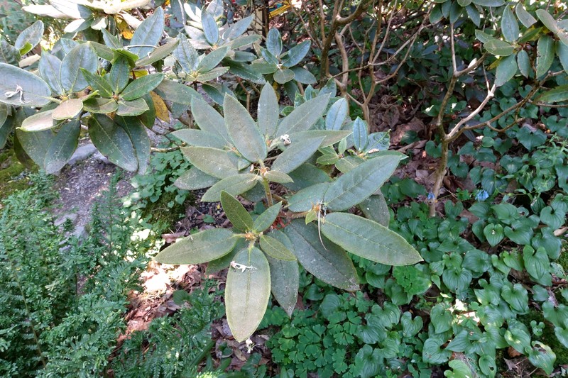 Rhododendron adenosum