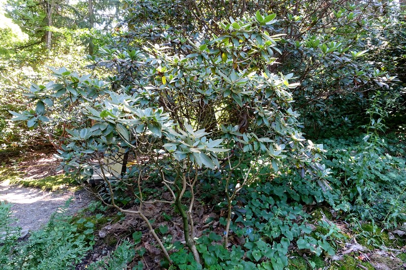 Rhododendron adenosum photo 2