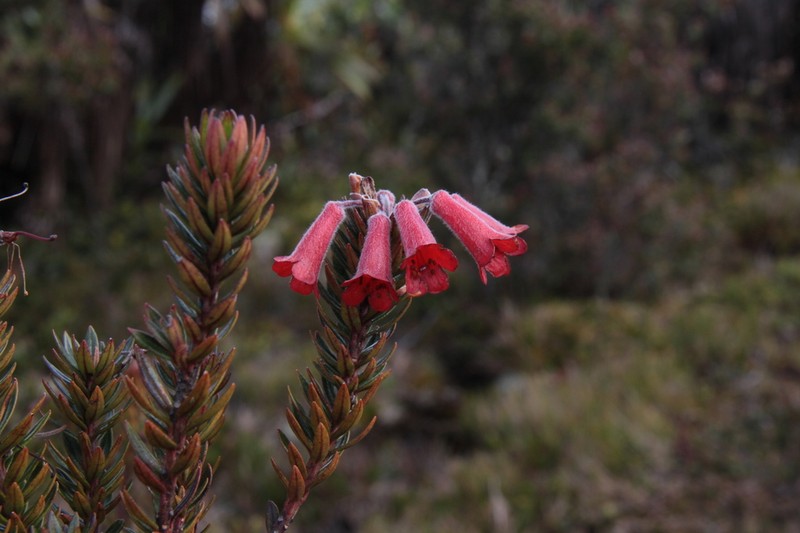 Rhododendron adinophyllum
