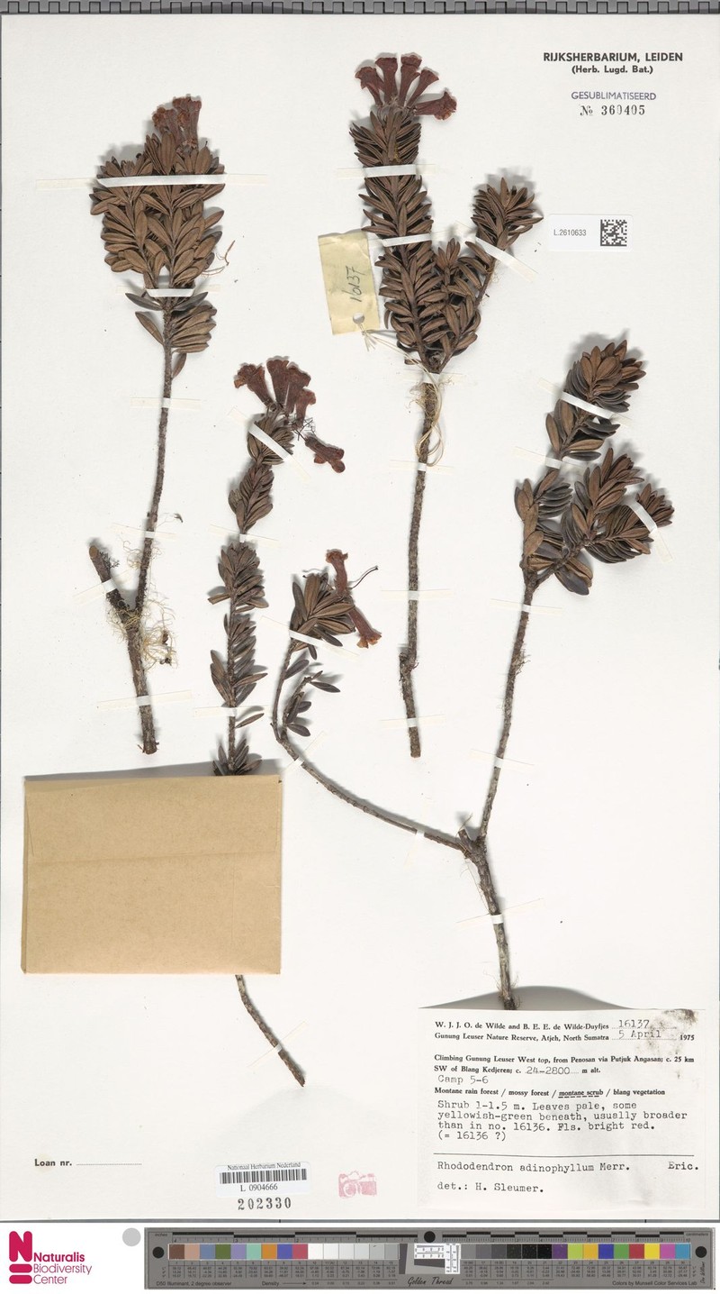 Rhododendron adinophyllum photo 2