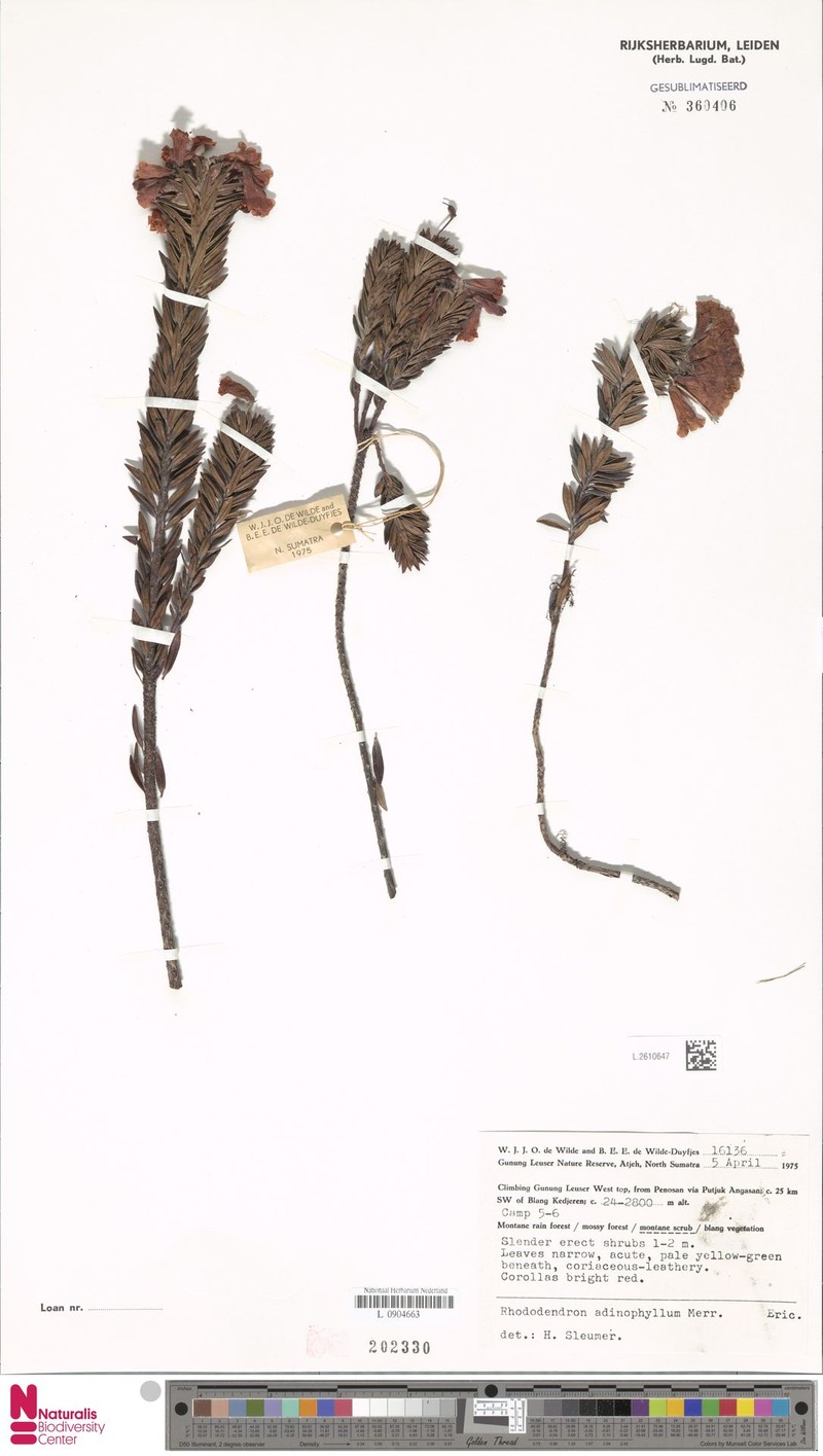 Rhododendron adinophyllum photo 4