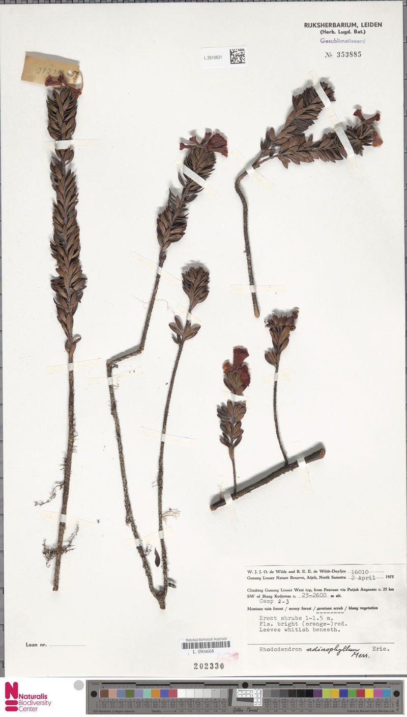 Rhododendron adinophyllum photo 5