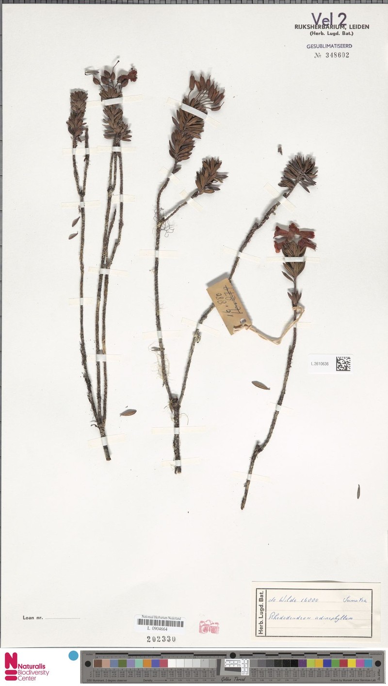 Rhododendron adinophyllum photo 6