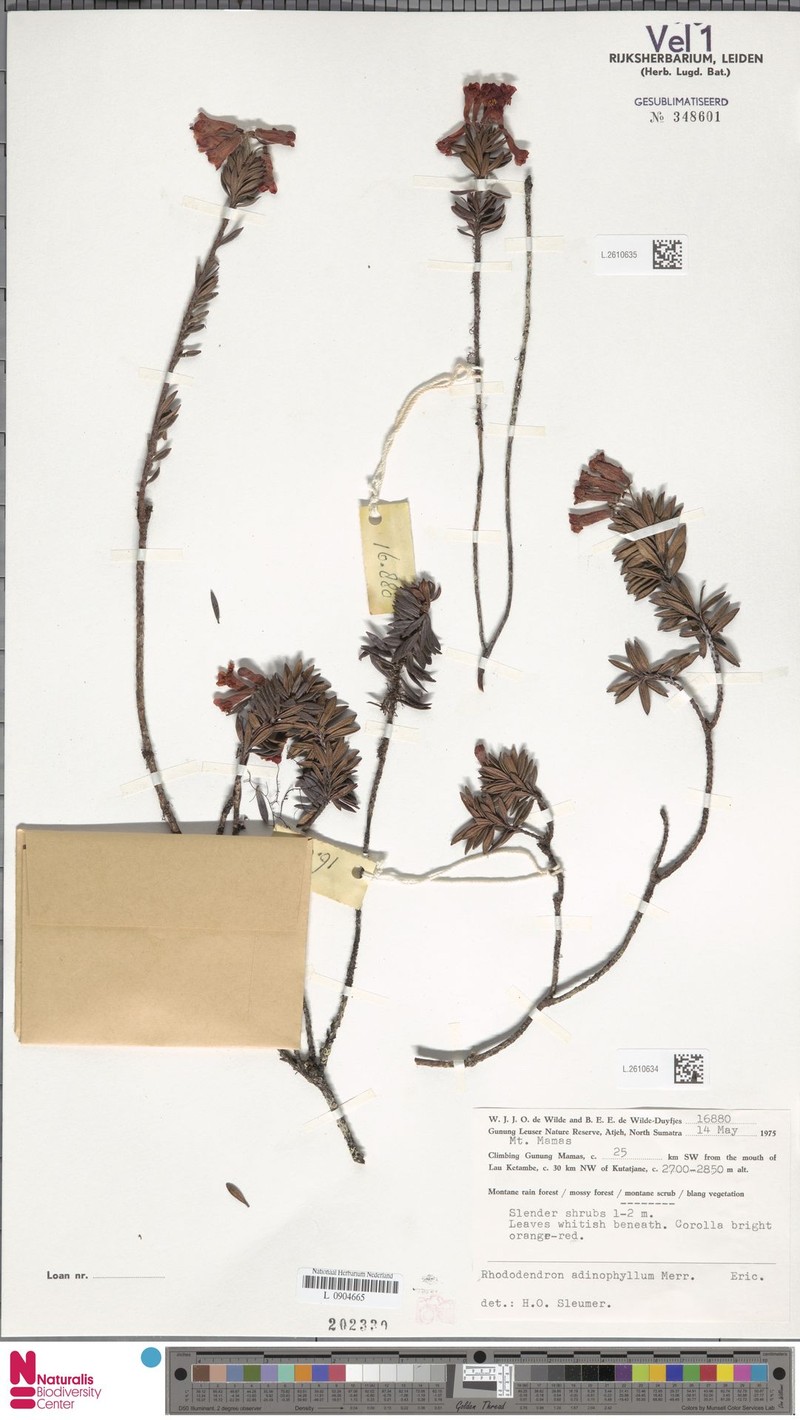 Rhododendron adinophyllum photo 7