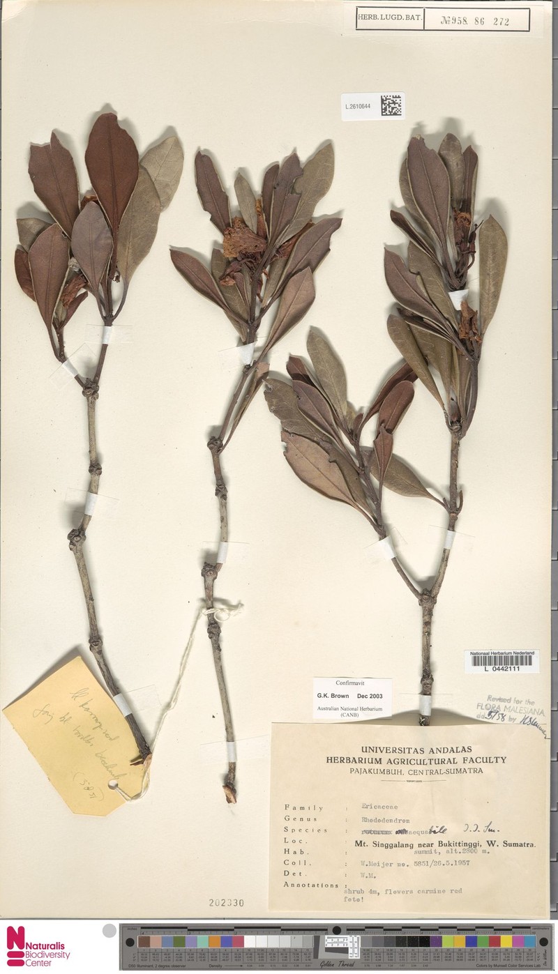 Rhododendron aequabile