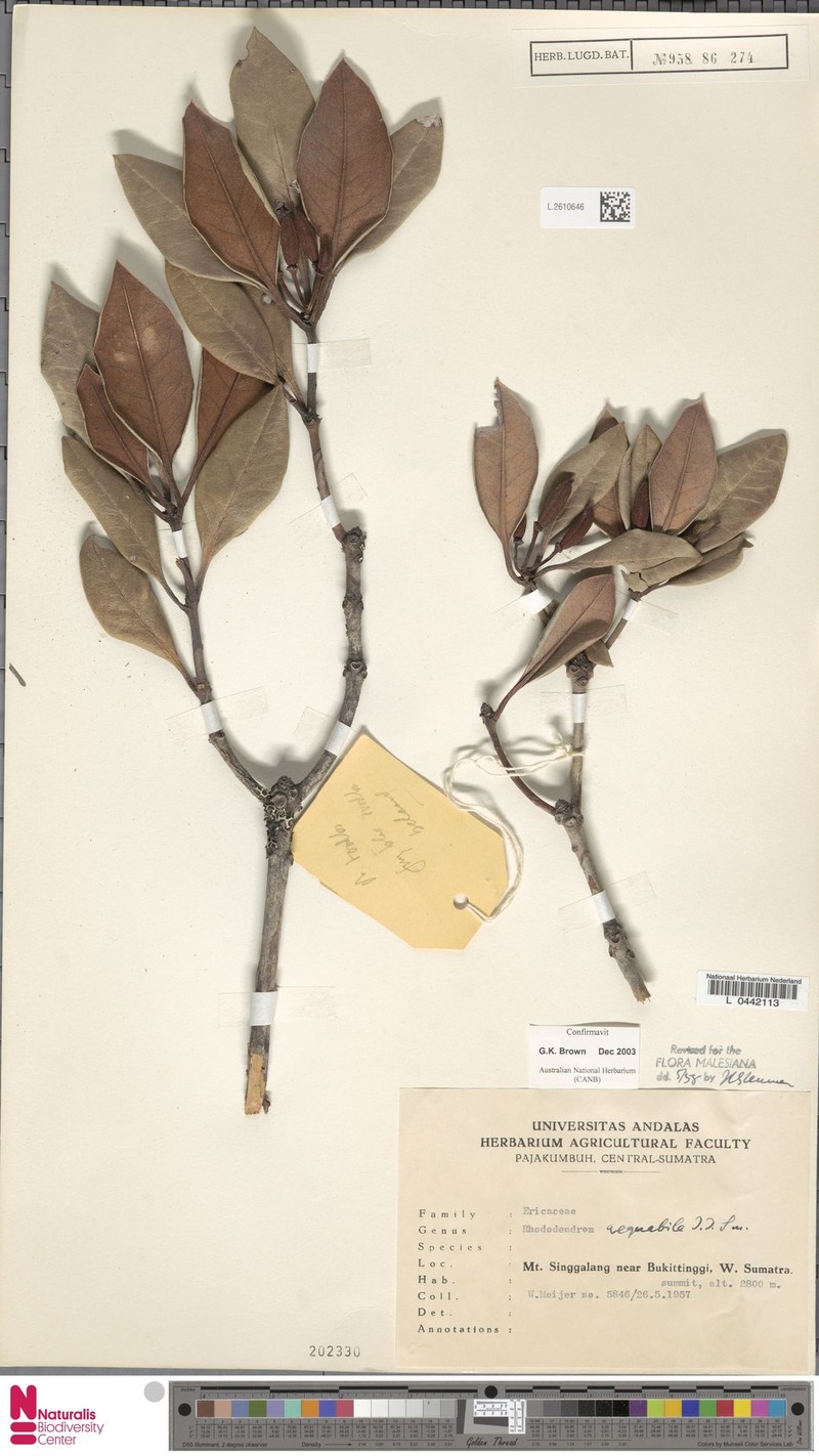 Rhododendron aequabile photo 2