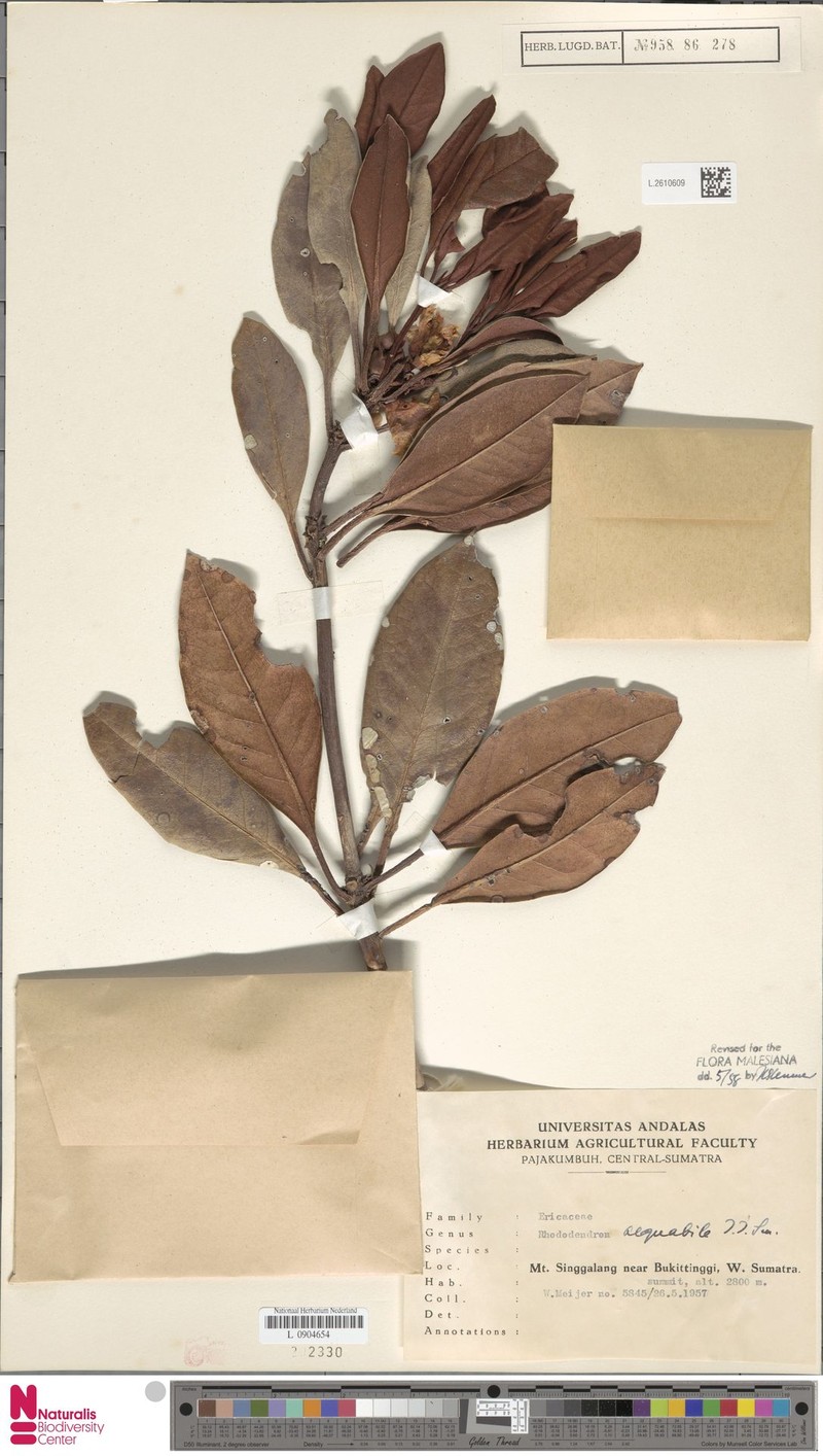 Rhododendron aequabile photo 3