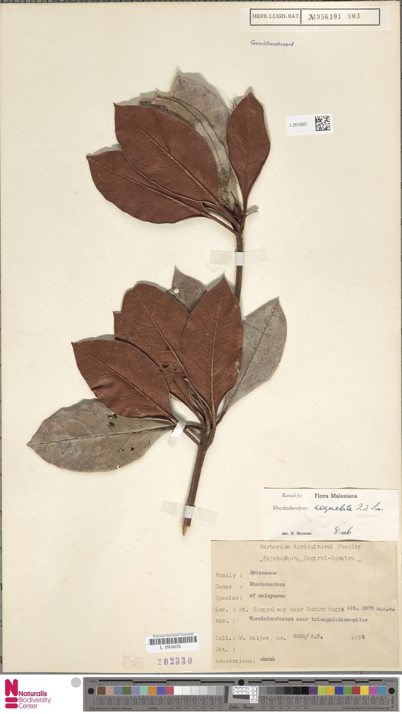 Rhododendron aequabile photo 4