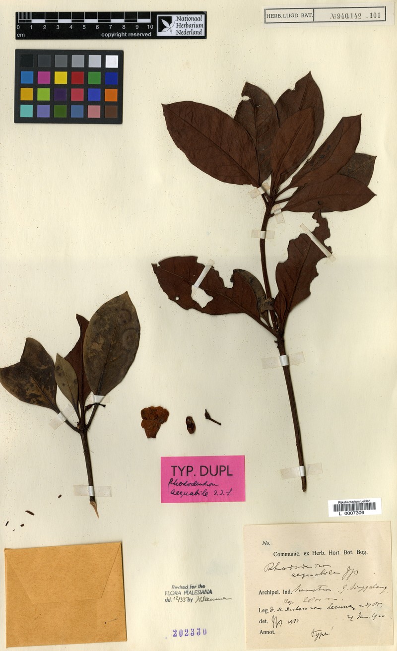 Rhododendron aequabile photo 5