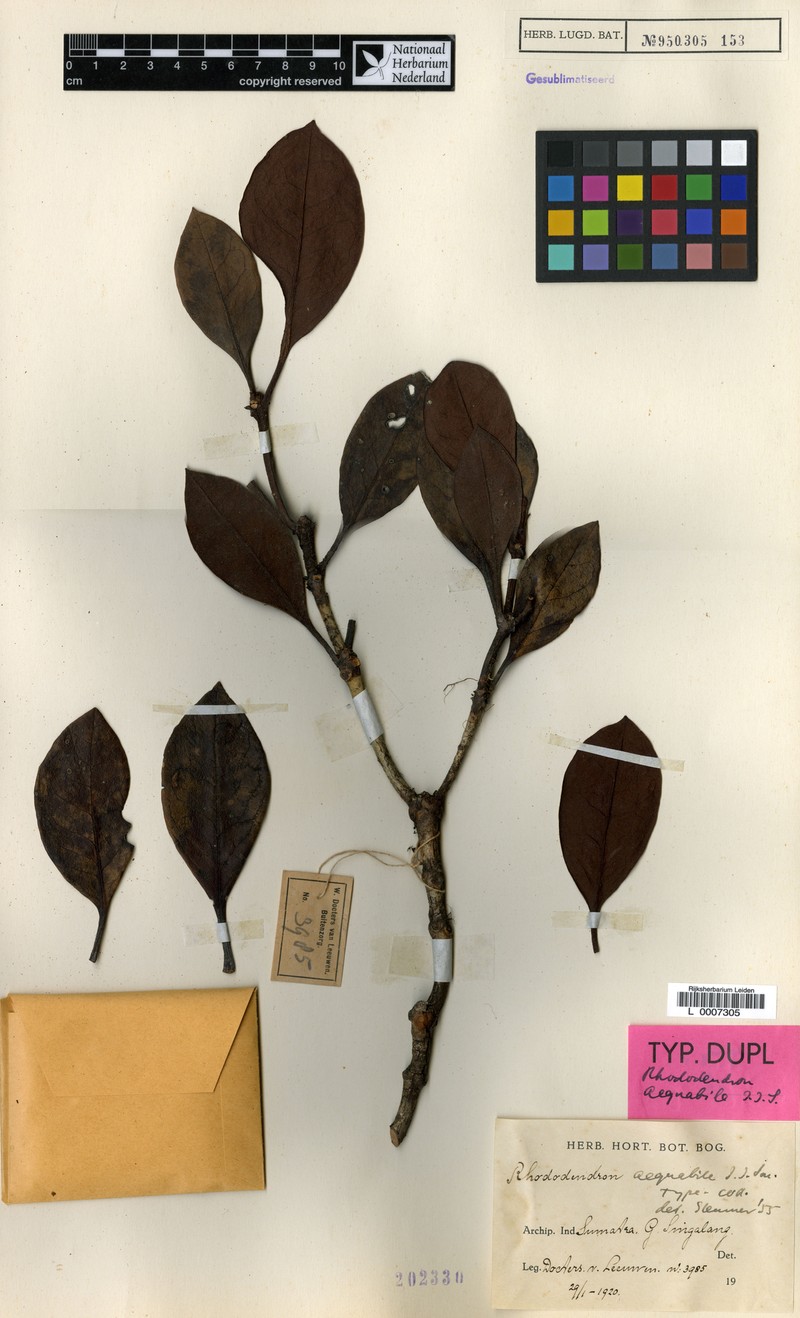 Rhododendron aequabile photo 6