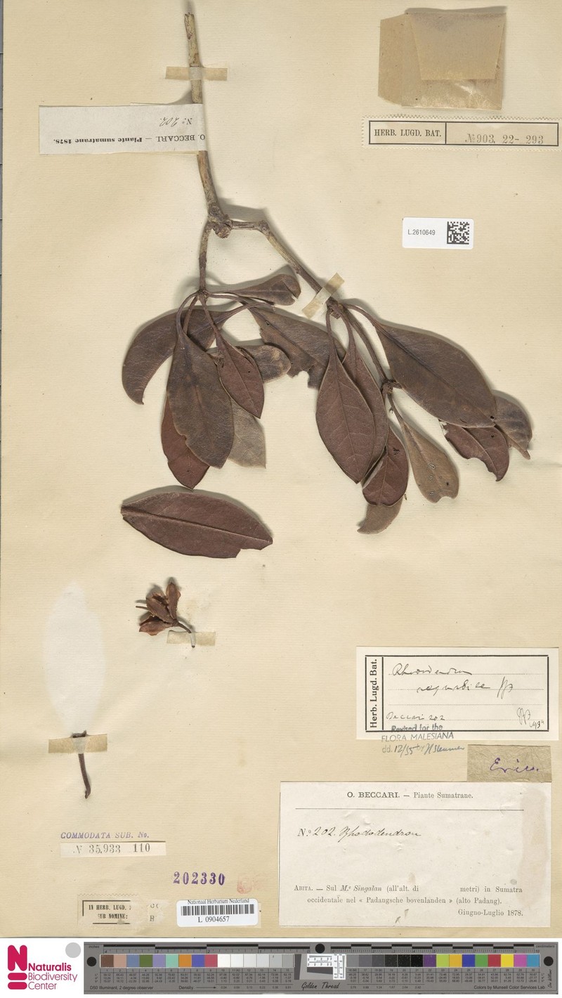 Rhododendron aequabile photo 8
