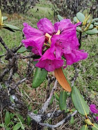 Rhododendron aeruginosum