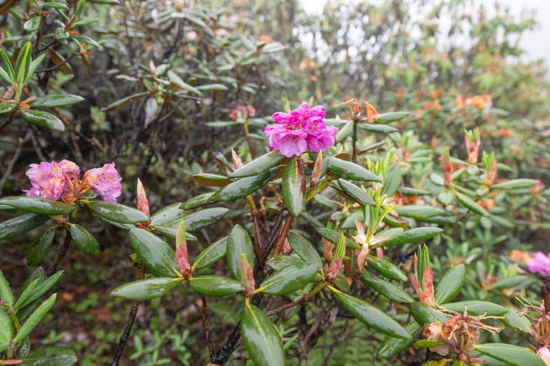 Rhododendron aeruginosum photo 2