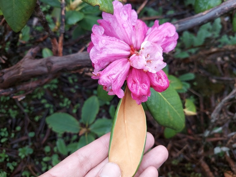 Rhododendron aeruginosum photo 3