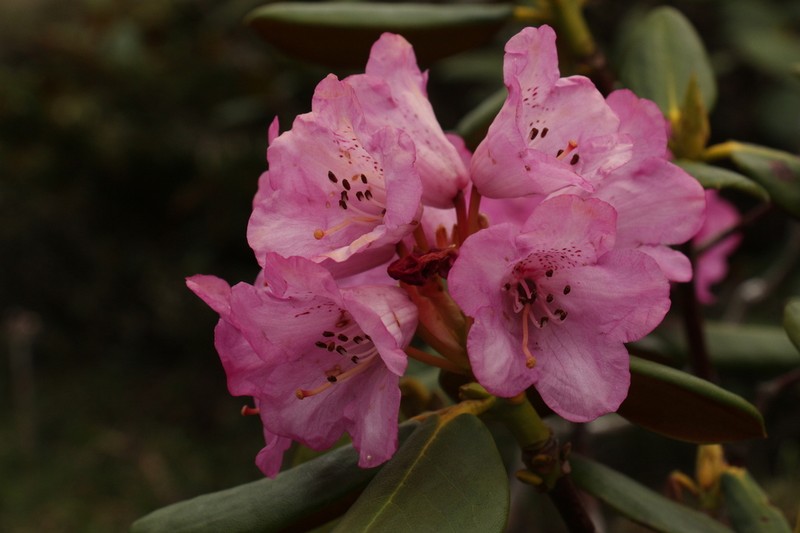 Rhododendron aeruginosum photo 4