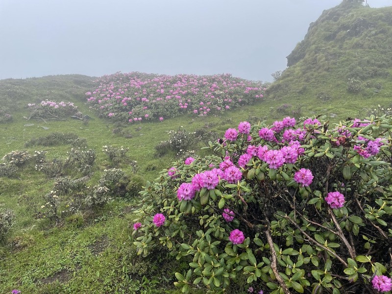 Rhododendron aeruginosum photo 5