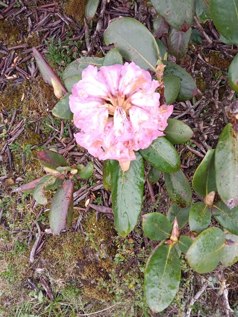 Rhododendron aeruginosum photo 6