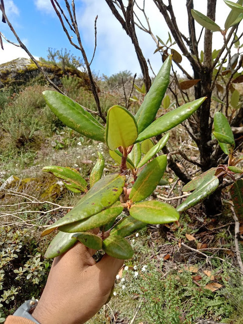 Rhododendron aeruginosum photo 7