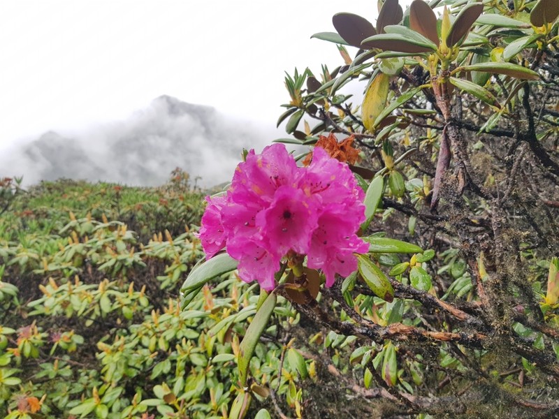 Rhododendron aeruginosum photo 8
